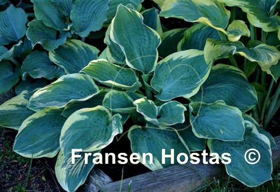 Hosta Lakeside Hazy Morn